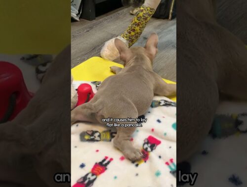Puppy's Legs Are Almost Totally Backwards | The Dodo