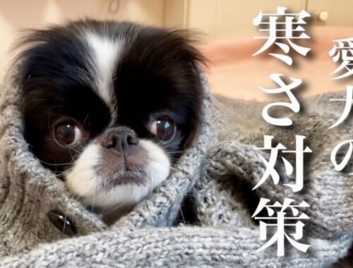愛犬の防寒対策ご紹介 日本犬狆(チン)のモモさん