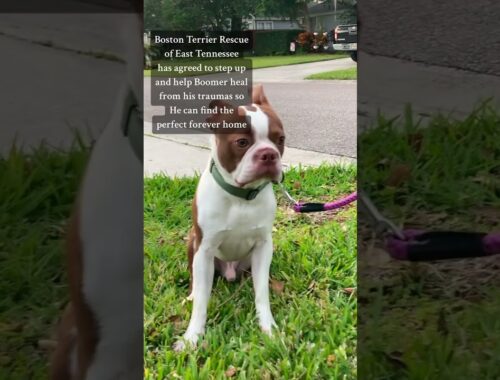 Boston Terrier needs Foster anywhere in the southeast 🐶🏠 #adoptdontshop