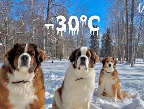 極寒 −30℃／超大型犬に挟まれて寝る幸せ！／カナダで田舎暮らし