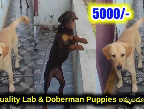 top quality Lab, Doberman puppies for sale in telugu/9160894788 /aj pets
