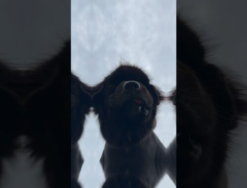 超大型犬 多頭飼育 ニューファンドランド ボス グレートデン クィーン レイク 保護猫 田舎暮らし 大型犬 大きい犬 日本一 世界一 可愛い 愛犬 動物好き 優しい巨人 渡辺ボス