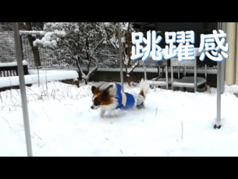 【パピヨン】雪の日はテンションが高いパピヨン犬　２０２２年の反応と翌年の反応比較