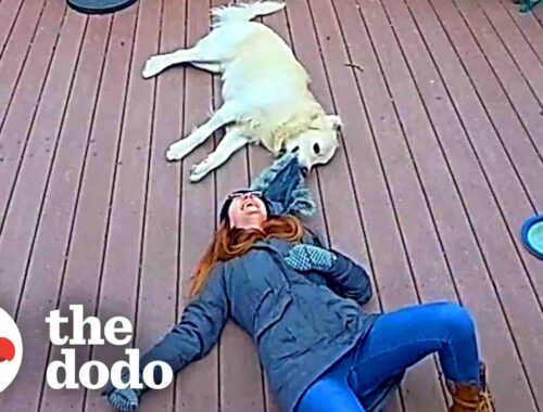 Ring Camera Catches Woman And Her Dog In The Happiest Moment Ever | The Dodo