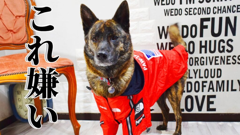 雨降ってないのにレインコート着せようとすると怒る甲斐犬【柴犬・甲斐犬】 雨降ってないのにレインコート着せようとすると怒る甲斐犬【柴犬・甲斐犬】