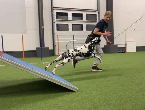 Dalmatian dog Kerttu agility December 2020