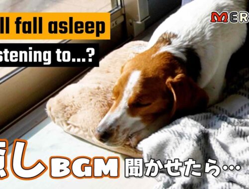 犬が寝るように設計されたBGMを聞かせたら本当に寝るのか？／ Will dog fall asleep when listening to a relaxing music?