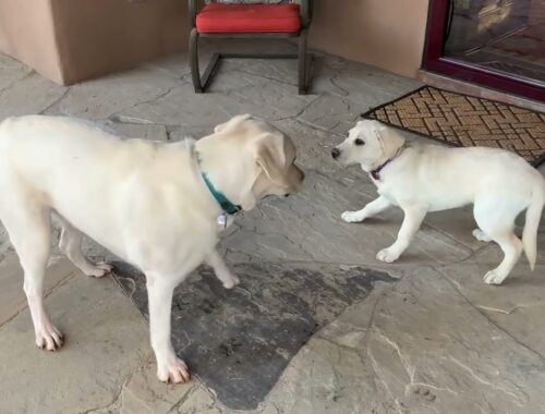 Adorable Puppy, ZOEY, Visits Casa HDL & Plays with her Brother, CEDAR #puppy #labrador