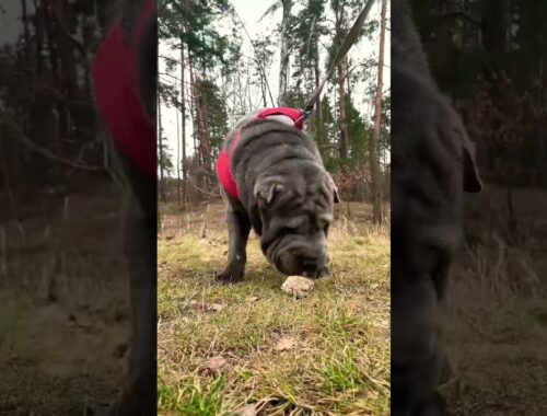 Sharpei in the Forest 🌳