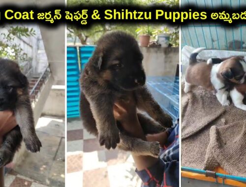 top quality German shepherd ,Shihtzu puppies for sale in telugu/ 9182508349 /aj pets