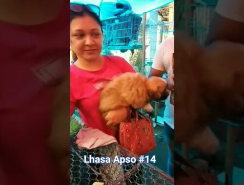 Lhasa Apso #pet #dog #petmarket #dogprice #Lhasa @AmitWild