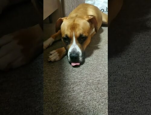 Dog shows tongue/American Staffordshire Terrier