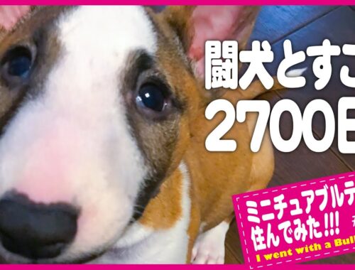 bullterrierブルテリア/ 闘犬をルーツに持つ犬とすごす2700日！2700 days spent with a fighting dog bull terrier!