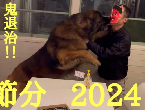 【レオンベルガー】今年も鬼退治いたしました🙆‍♀️【超大型犬】