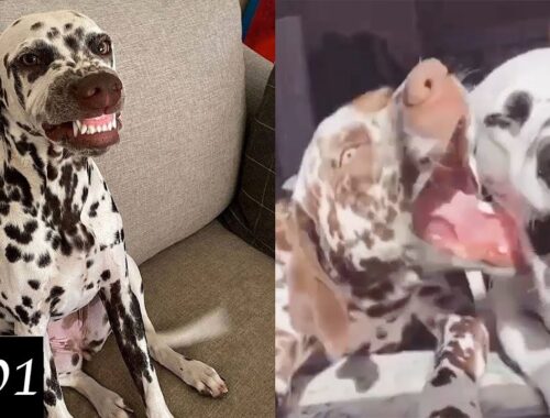 Dalmatian Dogs Compilation | Funny Dog Videos 2021