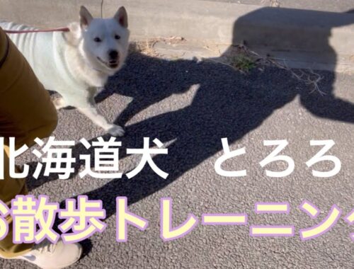 北海道犬とろろ　お散歩トレーニング
