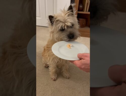 Cairn Terrier dog try’s shrimp (prawn) for the first time