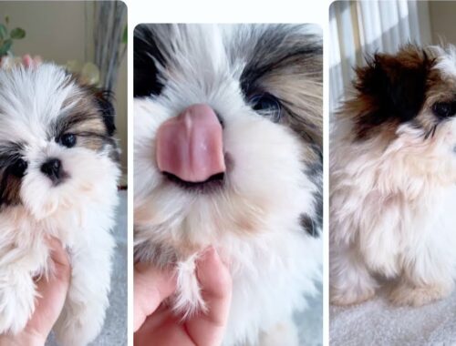 Before getting a Shih Tzu Puppy, WATCH THIS VIDEO!