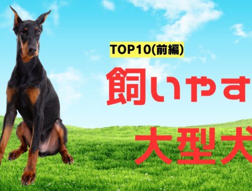 【大型犬初心者ガイド】飼いやすいトップ10犬種ランキング(前編)