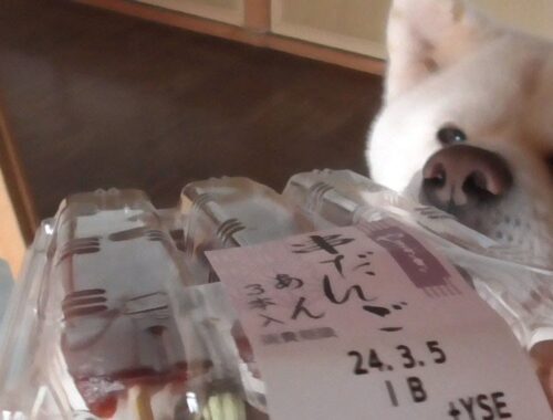 【秋田犬ゆうき】お仏壇にお供えしていた串団子は一応チャレンジしてみたけど食べられませんでした【akita dog】