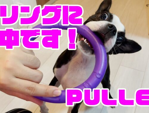 [レビュー] [おもちゃ] [PULLER] 紫リングの虜になるボストンテリア