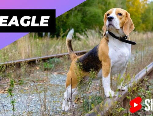 Beagle 🐶 One Of The Most Popular Dog Breeds In The World #shorts