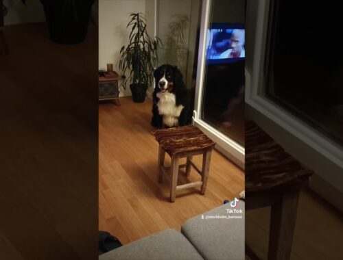 Mon chien bouvier bernois fait le pacha 😂 #bouvierbernois #chien #humour #drole #animal