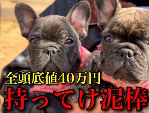 【閉店セール】日本一のフレンチブルドッグの子犬が底値で手に入る最後のチャンスです