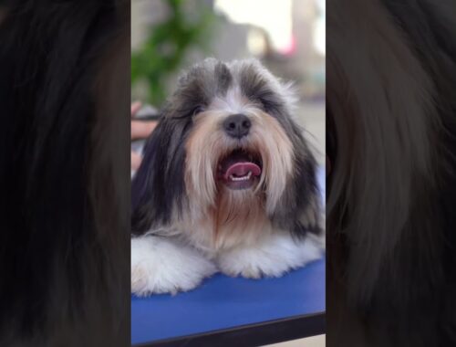 transformation of a Lhasa apso with baby grooming!!