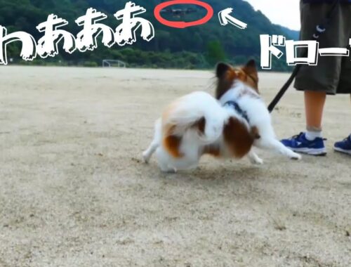 【パピヨン】初めてドローンを見たパピヨン犬の反応がこちらです