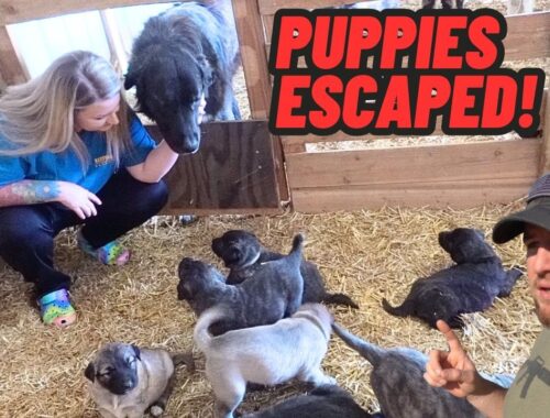 Guard Dog Puppies Escape And Meet Their Dad!