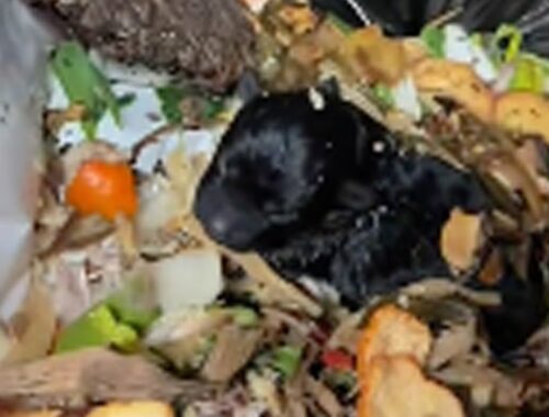 Left in the trash, the newborn puppy was desperate and tried to cry loudly for his mother