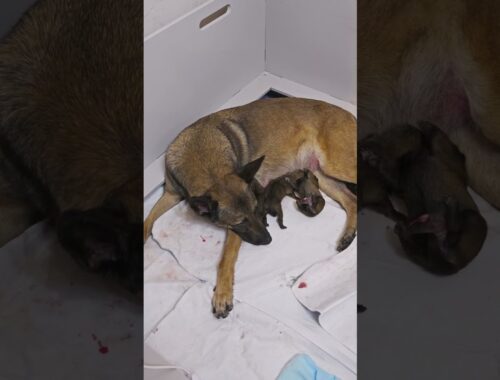 Alexandra delivered 8 healthy puppies. 4 girls & 4 boys! So excited to share their journey with you!