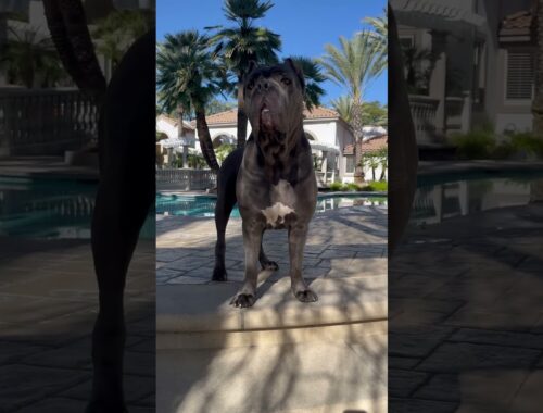 Cane corso perfection.💪 please, like & subscribe.