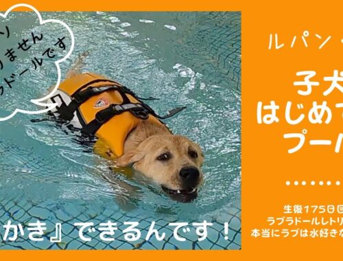 【ラブラドールレトリーバー】子犬　はじめてのプール遊び　犬かきに挑戦　ラブラドールは本当に泳ぎが得意なの？