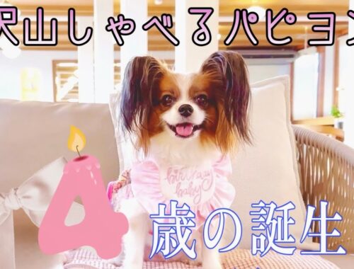 パピヨン シエル 誕生日　たくさんしゃべる犬　Papillon dog Ciel 4th birthday.