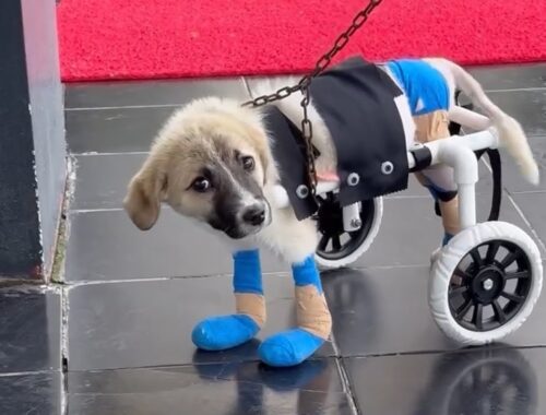 Miraculous Transformation Of Cute Puppy Lying Helplessly On The Street At Midnight