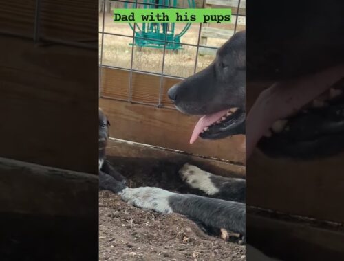 Guard Dog Puppies Dad Teaching His Pups A Lesson #puppies #puppy #dog