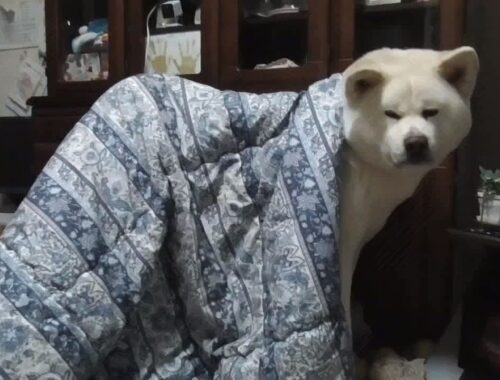 【秋田犬ゆうき】とても優しい飼い主が夜はまだ寒いからとお布団を掛けてくれたので嬉しい？【akita dog】