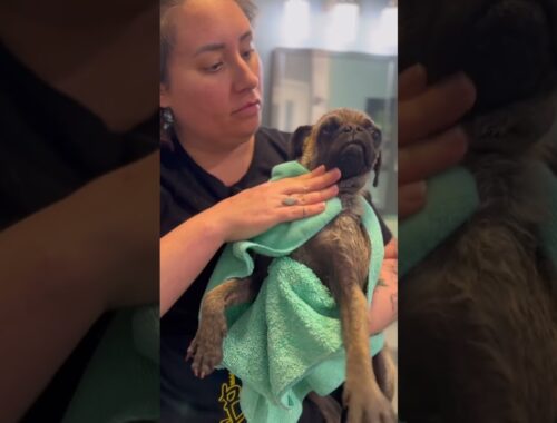 Pugs never knew love. Now they are happier than ever. #pug #pugsofyoutube #cutepug #animalrescue