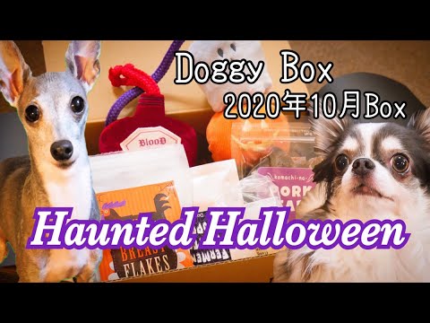 Doggy Boxでハロウィンを満喫したチワワとイタリアングレーハウンド（イタグレ）～Haunted Halloween~【2020年10月BOX】