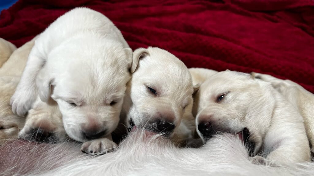 Day 15 – 1st Banana Milkshakes Medicine for Lab Puppies #labrador #puppy #cutepuppies Day 15 - 1st Banana Milkshakes Medicine for Lab Puppies #labrador #puppy #cutepuppies