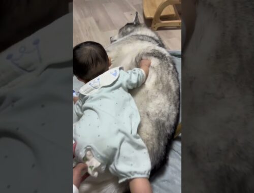 ハスキーの上にのる赤ちゃん #大型犬のいる生活 #シベリアンハスキー #犬と赤ちゃん