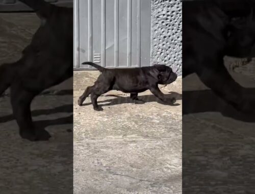 Neapolitan Mastiff || Puppy || #viral #trending #youtubeshorts #reels #neapolitanmastiff #dog