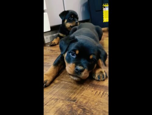 Rottweiler Puppy With An Attitude!