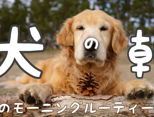 【犬のモーニングルーティーン】ゴールデンレトリーバーきんちゃんの朝！！