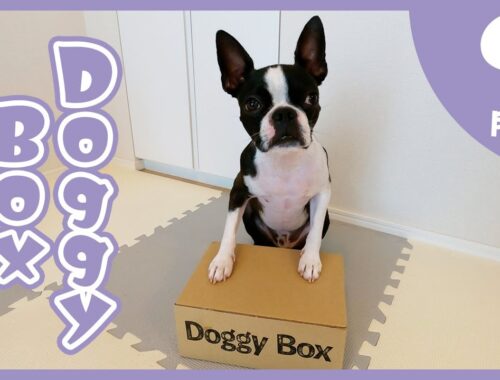 【ボストンテリア】Doggy Box 9月号(September)