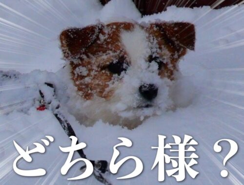 雪を目一杯楽しんでたら顔が凍って力が出ない犬/ソリ遊び/ジャックラッセルテリア