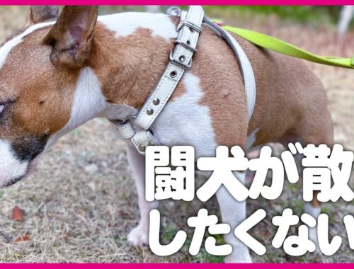 bullterrierブルテリア/ 闘犬が散歩したくない日  A day when fighting dogs don't want to go for a walk.