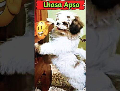 Lhasa Apso Dog Breed ❤️😱||#shorts #trending
